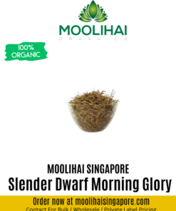 Slender Dwarf Morning Glory / Vishnu Kiranthi