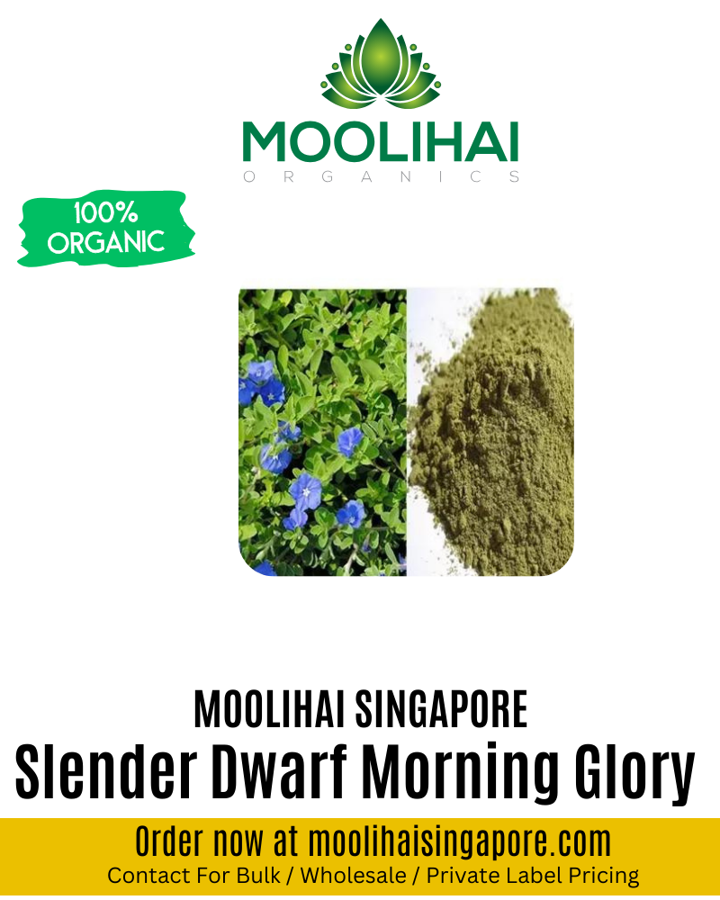 Slender Dwarf Morning Glory / Vishnu Kiranthi Powder