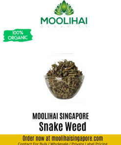 Snake Weed / Amman Pacharisi