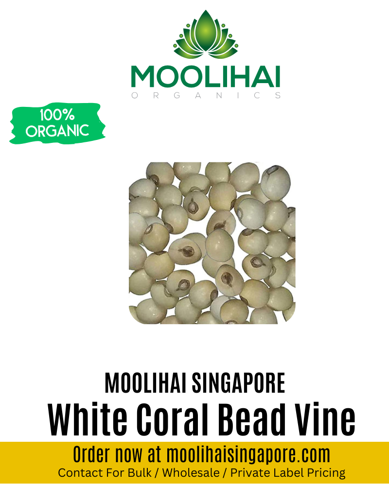 White Coral Bead Vine / Vellai Kundumani / Ratti Seeds