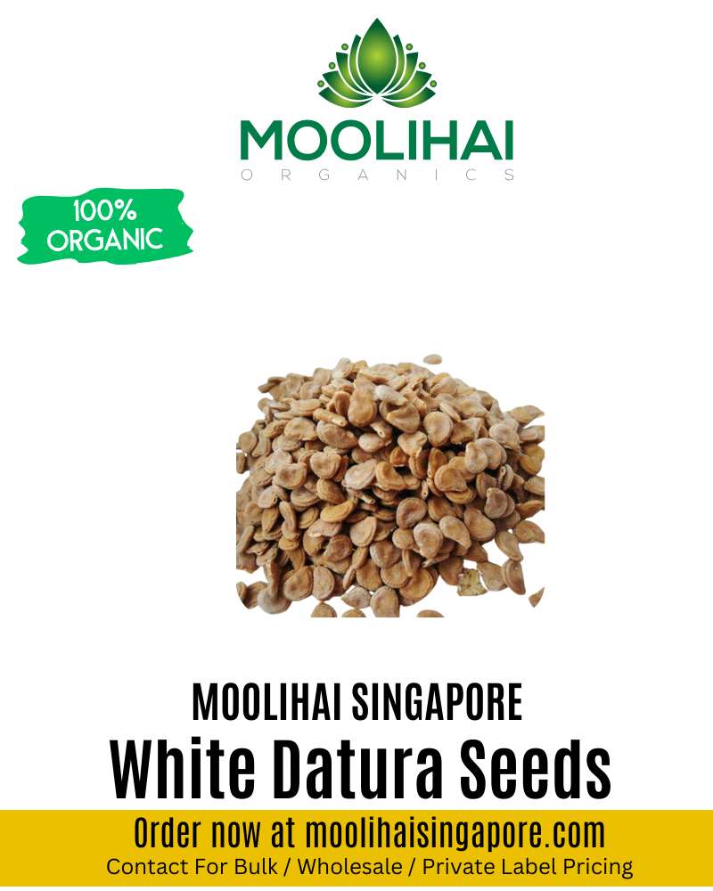 White Datura / Thorn Apple Seeds/ Oomatha Vidhai
