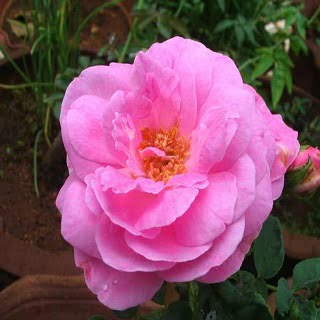 Rose Petal Powder – Growhealthynaturalhair