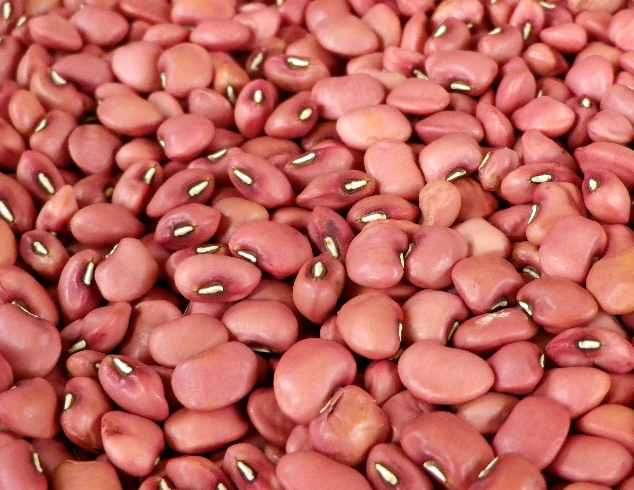 Red Cowpea - Moolihai.com