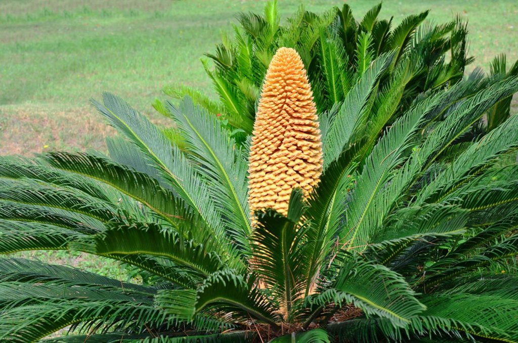 Sago 1KG Moolihai Buy Siddha Ayurvedha Herbal Products 