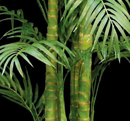 Areca Palm Tree
