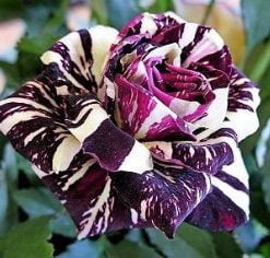 Black-Dragon-Rose-Bush-Flower-Seeds