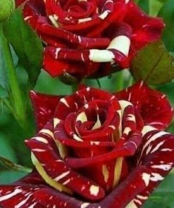 Black Dragon Rose Flower