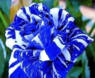 Blue-Dragon-Rose-Seed