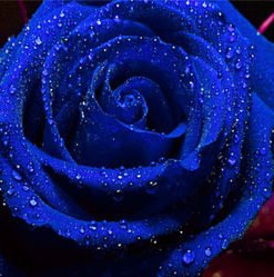 Blue-Rose-Flower-Seeds