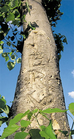 Gamhar Tree