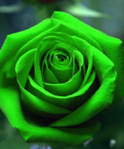 Green Rose Flower Seed