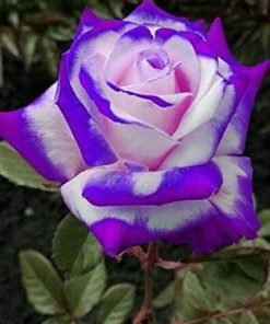 Purple White Rose Flower
