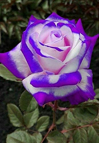 Purple White Rose Flower