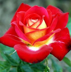 Rare-Red-Rose-Seeds-flower-with-yellow