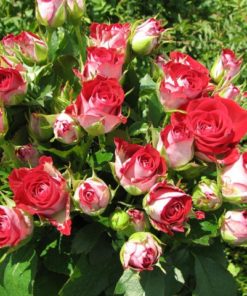 Ruby Rose Flower