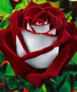 Ruby Rose Flower Seed