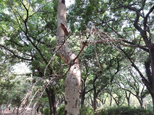 White Bark Acacia Tree