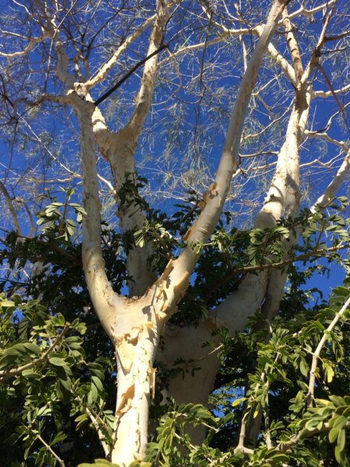 White Bark Acacia Tree