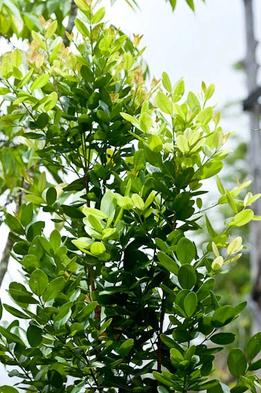 Pure Organic Bay Leaf | Laurel Leaf |100% Natural & Fresh | Fragrant & Flavourful - Whole Indian Spices - Image 2