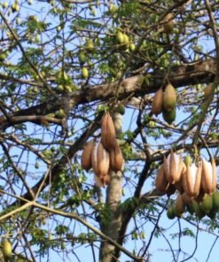 Organic Marathi Mokku Marathi Masala Kapok Seedskapok Buds -  Finland