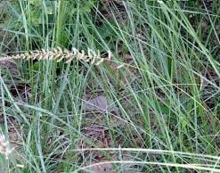 Alternative view of Darbai Seat Mat | Dharba Seat Mat | Darbai Grass Mat | Desmostachya Bipinnata