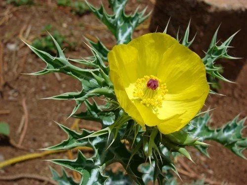 Brahma Dandi Vithai