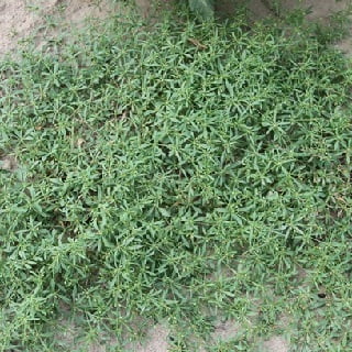 Dried Carpetweed | Raw Parpadaga Pul - Mollugo verticillata - Image 3