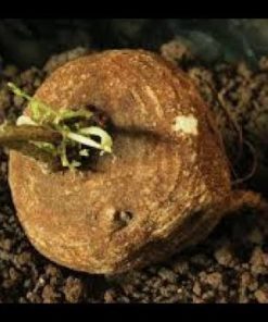 Dried Garuda Kizhangu