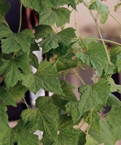 Dried Garuda Kizhangu