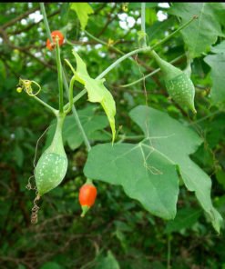 Dried Garuda Kizhangu
