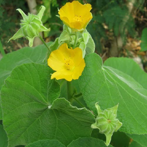 Indian Mallow Leaves