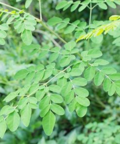 Alternative view of Organic Moringa Capsules / Murungai Ilai Karpam / Moringa Supplement Capsules - 60 Capsules