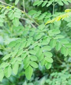 Alternative view of Organic Moringa Capsules / Murungai Ilai Karpam / Moringa Supplement Capsules - 60 Capsules