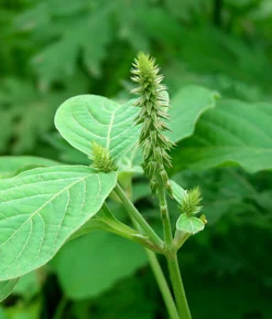 Nayuruvi