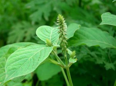 Nayuruvi