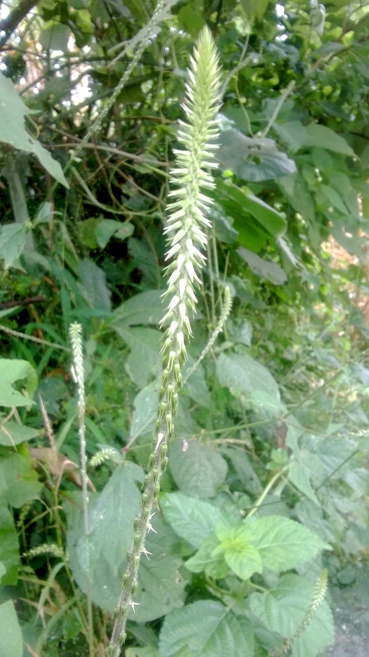 Nayuruvi