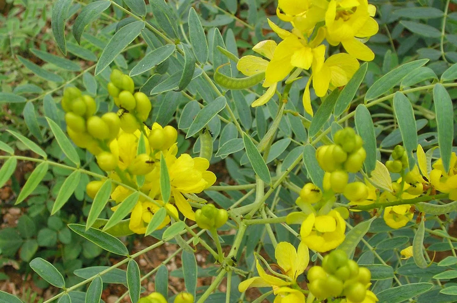 Manthara Sakthi Capsules | Digestion & Immunity Booster Supplement- 60 Capsules - Image 3