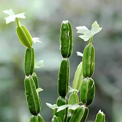 Pirandai Mathirai |  Hadjod | Asthisamhari | Nalleru | Mangarahalli-60 Capsules - Image 4