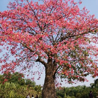 Silk Cotton Tree Gum Bombax Ceiba Ilavam Pisin Moolihai Com