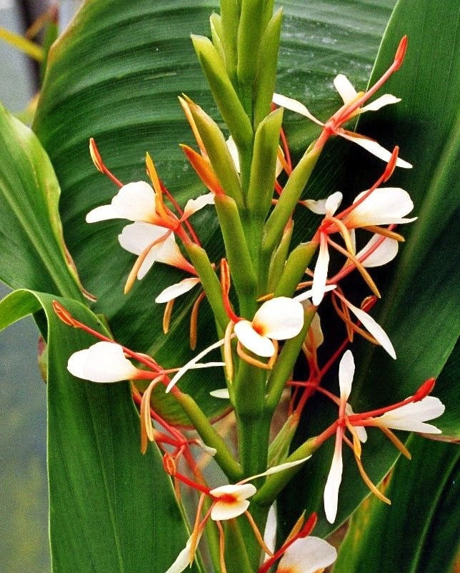 Poolankilangu Spiked Ginger Lily Erfume Ginger Dried Moolihai Com