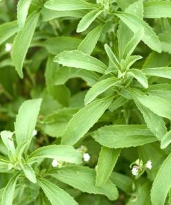 Stevia Leaves
