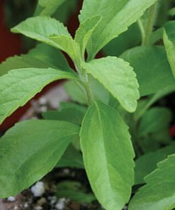 Stevia Leaves