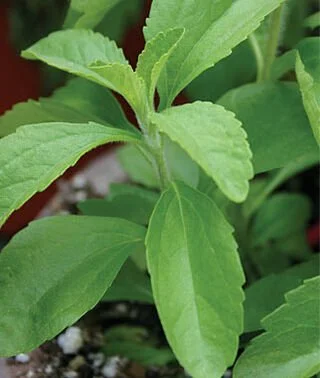 Stevia Leaves