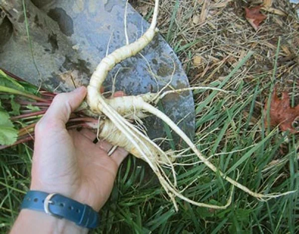 Thuluk Root / Wild Parsnip Root (Raw) / Pastinaca sativa / Shakakul Musli - Shakakul Mishri - Image 4