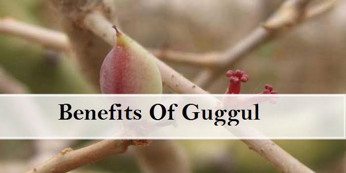 Benefit of Guggul
