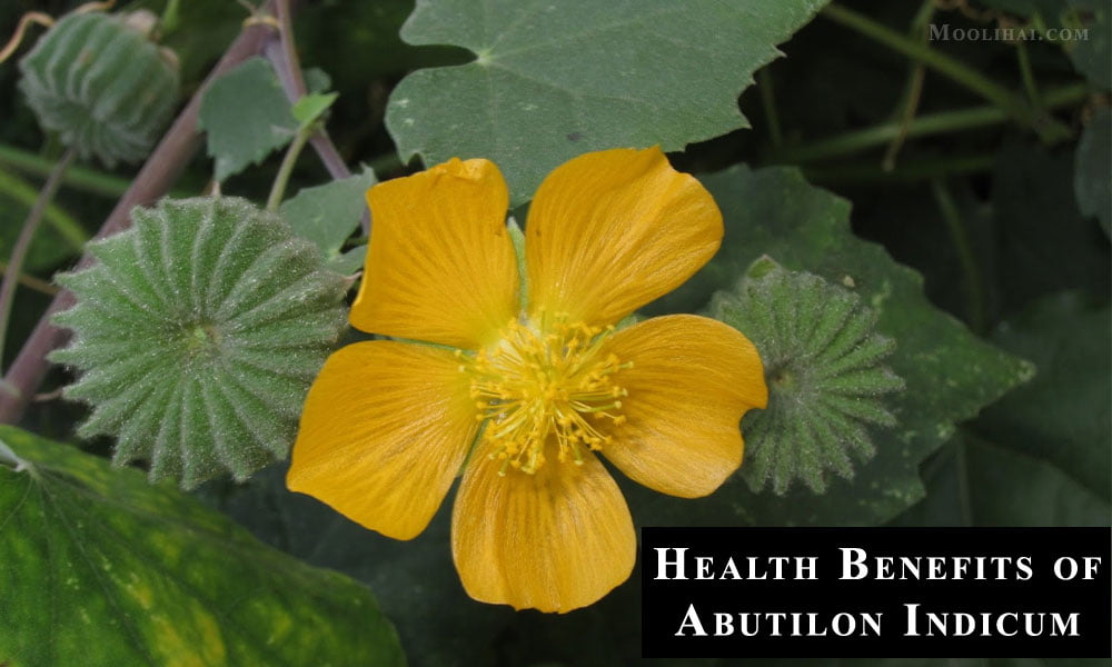 Abutilon Indicum (Indian Mallow) Medicinal Properties & Ayurvedic Uses