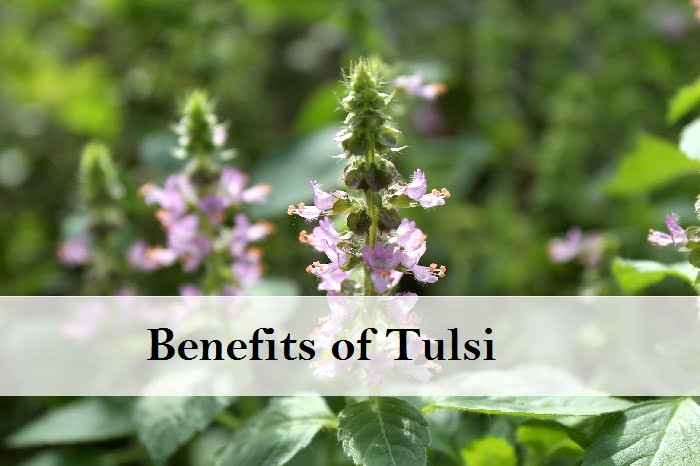 Benefits of Tulsi