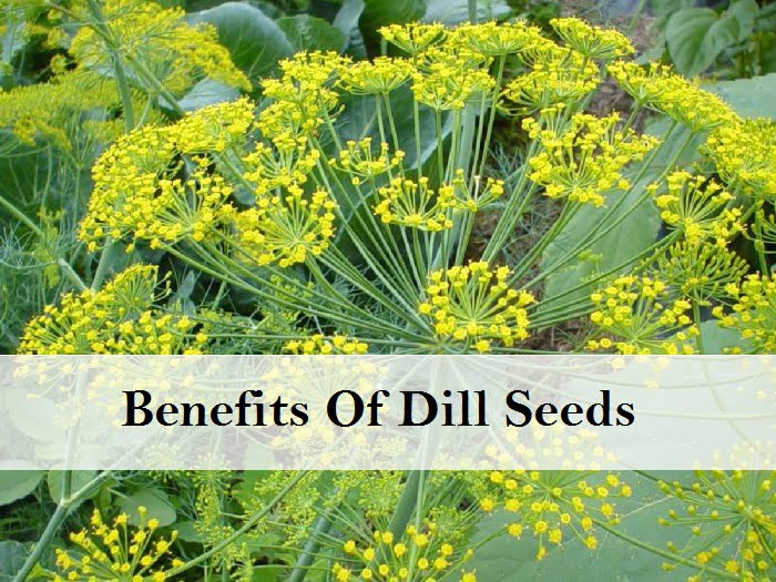 Benefits of dill