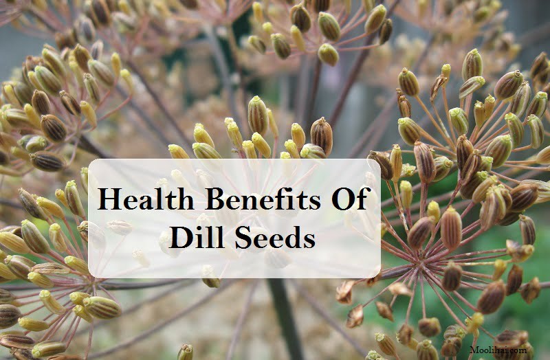 Health Benefits & Nutritious Values of Dill Seed