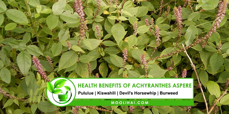 Health Benefits of Achyranthes Aspera